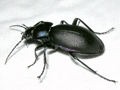 Carabus violaceus